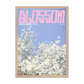 Lilac and pink graphic design poster with cherry blossoms and 'Blossom' text. Displayed in a premium wooden oak frame.