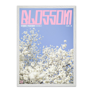 Lilac and pink graphic design poster with cherry blossoms and 'Blossom' text. Displayed in a premium wooden white frame.